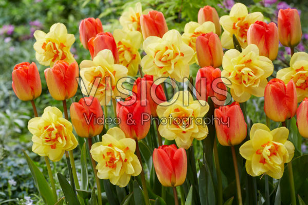 Narcissus Tahiti, Tulipa Orange Queen