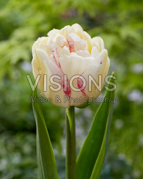 Tulipa Double Shake Tulipa Double Shake