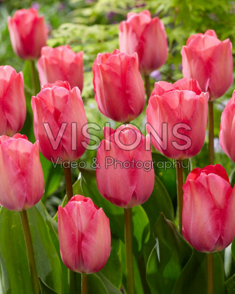 Tulipa Pink Sound Tulipa Pink Sound
