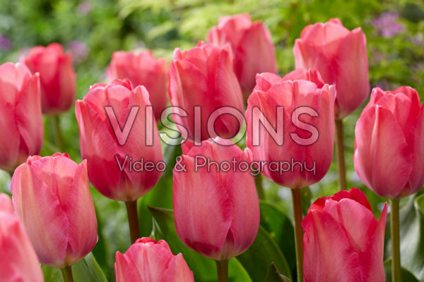 Tulipa Pink Sound