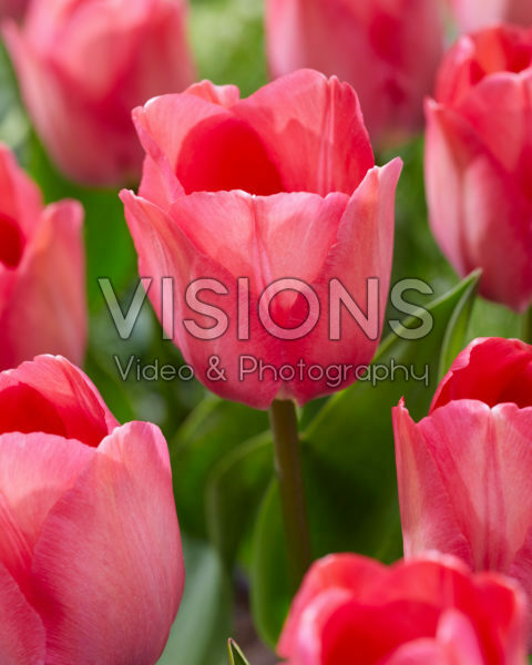 Tulipa Pink Sound Tulipa Pink Sound