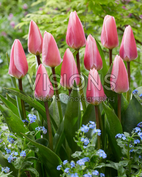 Tulipa Algarve Tulipa Algarve