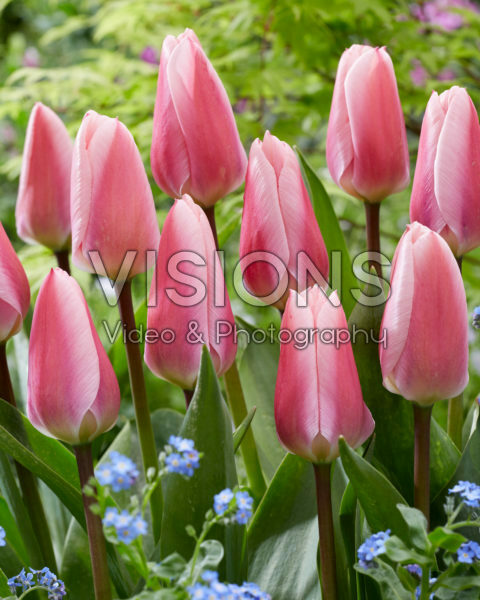 Tulipa Algarve Tulipa Algarve
