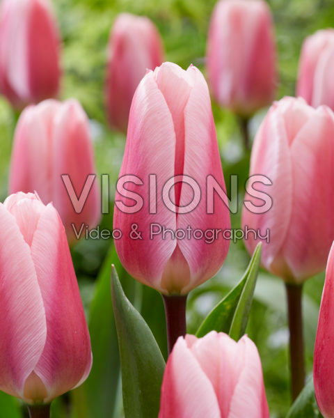Tulipa Algarve Tulipa Algarve