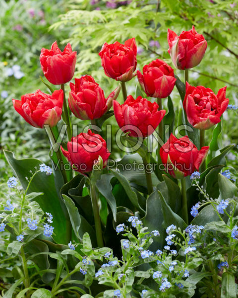 Tulipa Verona Love Tulipa Verona Love