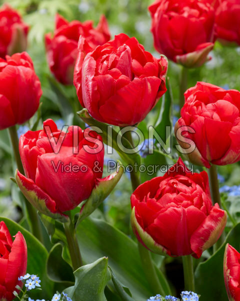 Tulipa Verona Love Tulipa Verona Love
