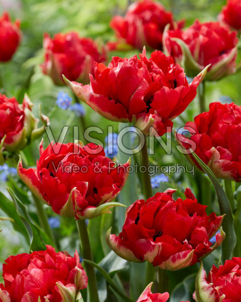 Tulipa Verona Red