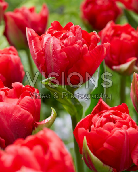 Tulipa Verona Love Tulipa Verona Love
