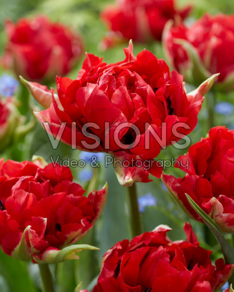 Tulipa Verona Red