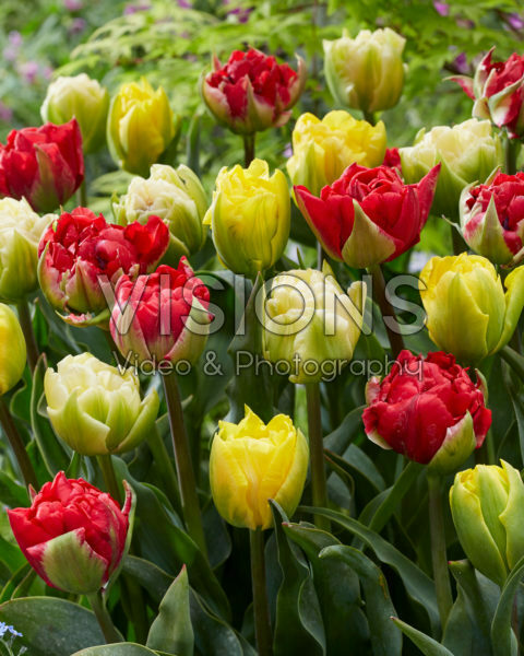 Tulipa Verona mix
