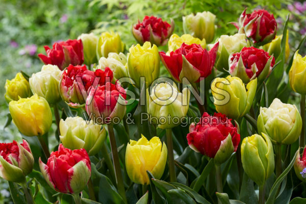 Tulipa Verona mix Tulipa Verona mix