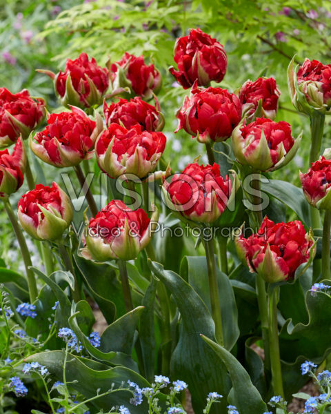 Tulipa Verona Red Tulipa Verona Red