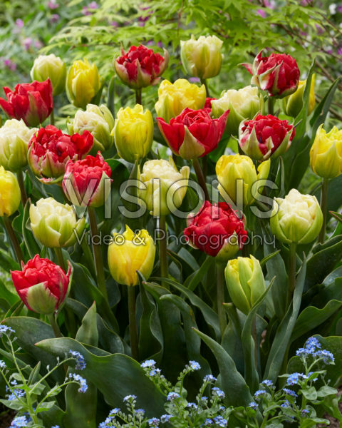 Tulipa Verona mix Tulipa Verona mix