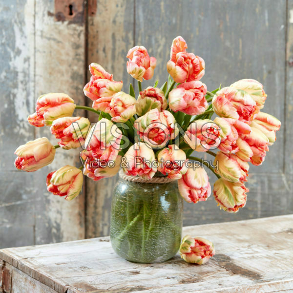 Tulipa Apricot Parrot