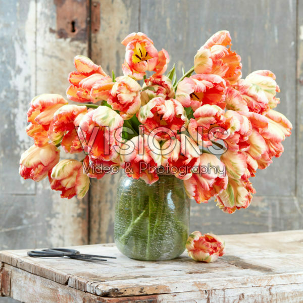 Tulipa Apricot Parrot Tulipa Apricot Parrot