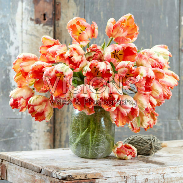 Tulipa Apricot Parrot Tulipa Apricot Parrot