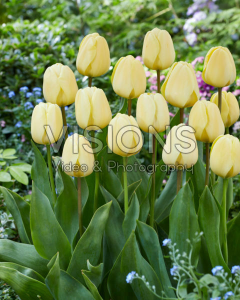 Tulipa Ivory Floradale