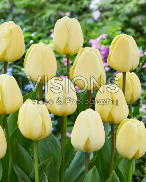 Tulipa Ivory Floradale Tulipa Ivory Floradale