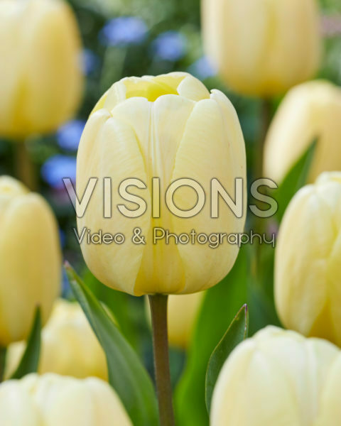 Tulipa Ivory Floradale Tulipa Ivory Floradale