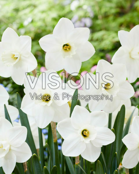 Narcissus Misty Glen