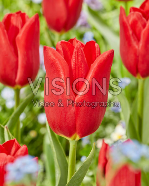Tulipa Oscar Tulipa Oscar