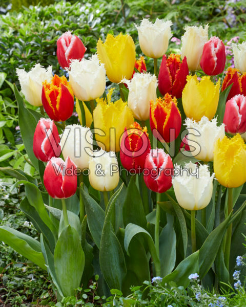 Tulipa Fringed Mix Tulipa Fringed Mix