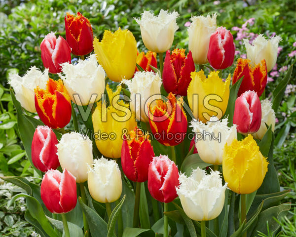 Tulipa Fringed Mix Tulipa Fringed Mix