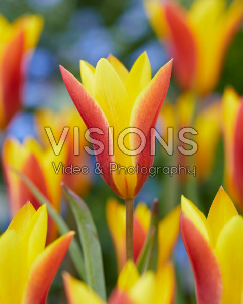 Tulipa chrysantha