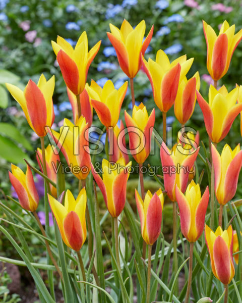 Tulipa chrysantha Tulipa chrysantha