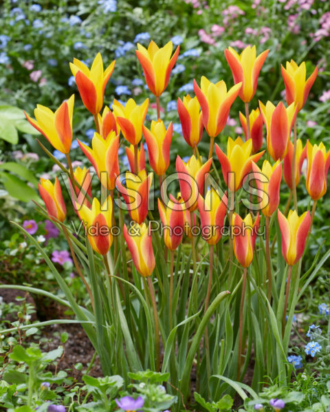 Tulipa chrysantha Tulipa chrysantha