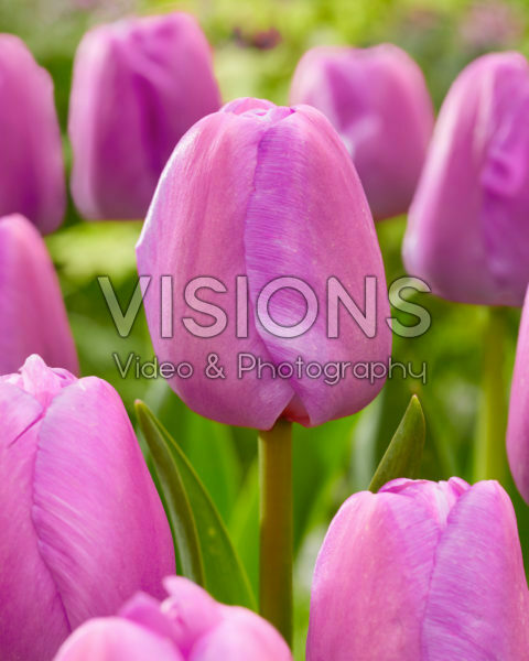 Tulipa Purple Pride Tulipa Purple Pride