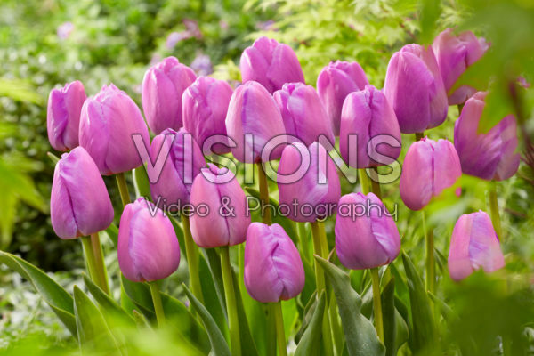 Tulipa Purple Pride Tulipa Purple Pride
