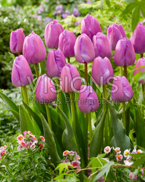Tulipa Purple Pride Tulipa Purple Pride