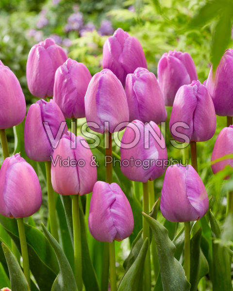 Tulipa Purple Pride Tulipa Purple Pride