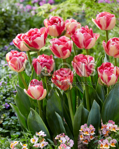 Tulipa Double Blizz Tulipa Double Blizz