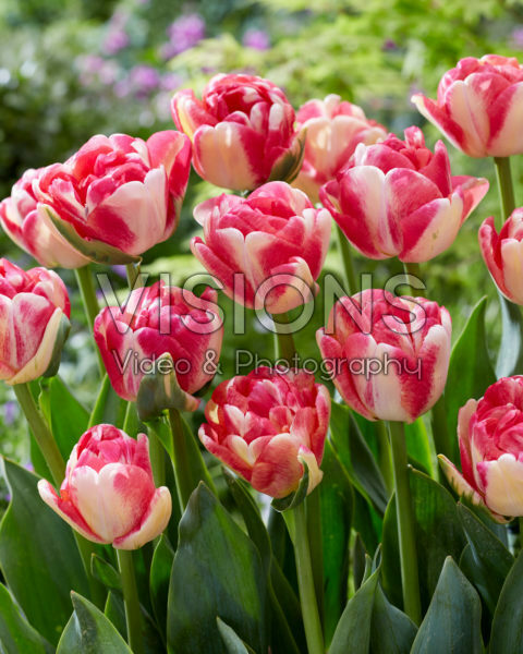 Tulipa Double Blizz