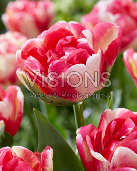 Tulipa Double Blizz