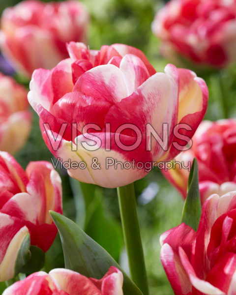 Tulipa Double Blizz Tulipa Double Blizz