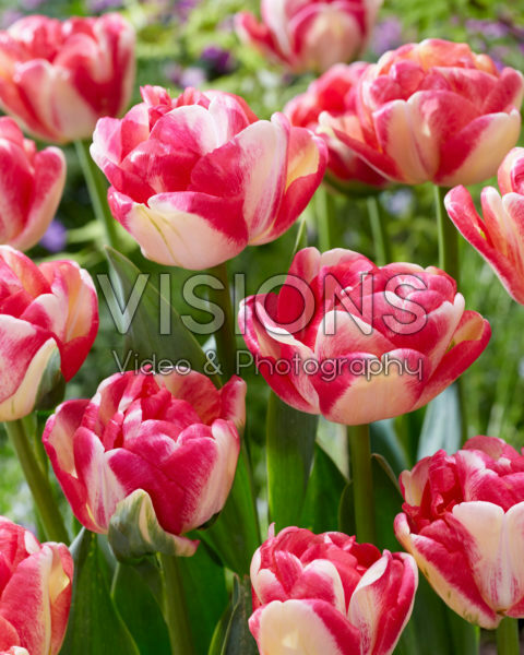 Tulipa Double Blizz Tulipa Double Blizz
