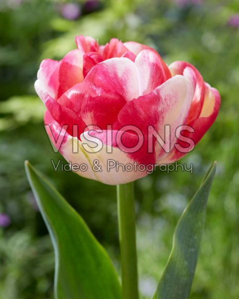 Tulipa Double Blizz Tulipa Double Blizz