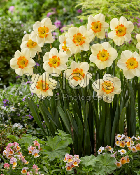 Narcissus Carpe Diem Narcissus Carpe Diem