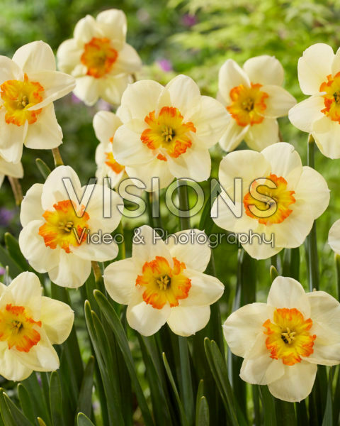 Narcissus Carpe Diem Narcissus Carpe Diem