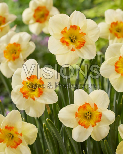 Narcissus Carpe Diem Narcissus Carpe Diem