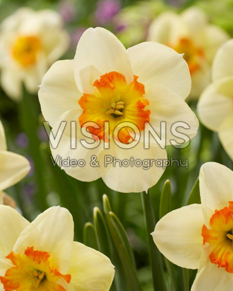 Narcissus Carpe Diem Narcissus Carpe Diem
