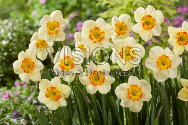 Narcissus Carpe Diem Narcissus Carpe Diem