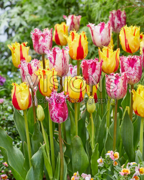 Tulipa Purple Circus, Party Clown