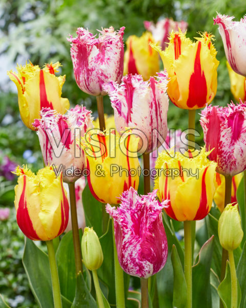 Tulipa Purple Circus, Party Clown