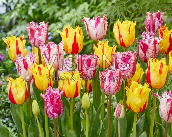 Tulipa Purple Circus, Party Clown Tulipa Purple Circus, Party Clown
