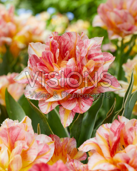 Tulipa Monte Prix Tulipa Monte Prix