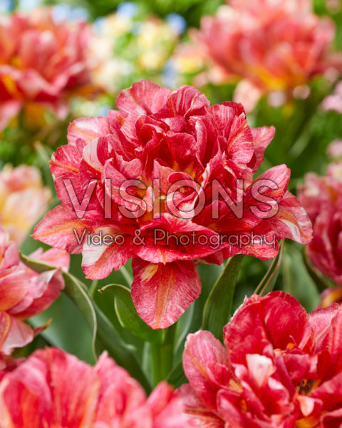 Tulipa Monte Prix Tulipa Monte Prix